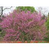 Judášovec strukový 20-30 cm - Cercis siliquastrum kont. 2 l