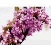 Judášovec strukový 20-30 cm - Cercis siliquastrum kont. 2 l