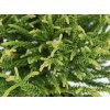 Okrasné kry Kryptoméria japonská Little Champion 10 20cm(5)