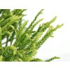 Okrasné kry Kryptoméria japonská Little Champion 10 20cm(3)