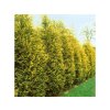 Okrasné stromy Cyprusovec leylandský Gold Rider 30 40cm(5)