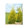 Okrasné stromy Cyprusovec leylandský Gold Rider 30 40cm(7)