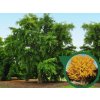 Okrasné stromy Ginko dvojlaločné 60 80cm(1)