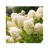 Hortenzia metlinatá Grandiflora 20-30cm - Hydrangea paniculata kont. 2 l