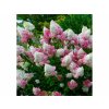 Hortenzia metlinatá Vanille Fraise 20-30cm - Hydrangea paniculata kont. 2 l