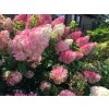 Hortenzia metlinatá Vanille Fraise 20-30cm - Hydrangea paniculata kont. 2 l