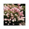 Hortenzia metlinatá Vanille Fraise 20-30cm - Hydrangea paniculata kont. 2 l