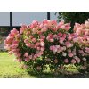 Hortenzia metlinatá Vanille Fraise 20-30cm - Hydrangea paniculata kont. 2 l