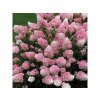 Hortenzia metlinatá Vanille Fraise 20-30cm - Hydrangea paniculata kont. 2 l