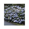 Okrasné kry Hortenzia pílovitá Blue Bird 20 30cm(6)
