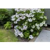 Okrasné kry Hortenzia pílovitá Blue Bird 20 30cm(5)