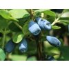 Zemolez kamčatský Czelabikka 30-50cm - Lonicera kamtschatica kont. 1,5 l