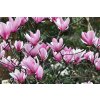 Okrasné stromy Magnólia Heaven Scent 20 40cm(4)