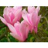 Okrasné stromy Magnólia Heaven Scent 20 40cm(3)