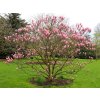 Okrasné stromy Magnólia Heaven Scent 20 40cm(1)