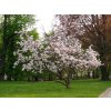 Okrasné stromy Magnólia Soulangeova 20 40cm(5)