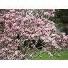 Okrasné stromy Magnólia Soulangeova 20 40cm(7)