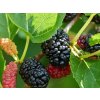 Moruša čierna 20-40cm - Morus nigra kont. 2 l