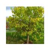Moruša čierna 20-40cm - Morus nigra kont. 2 l