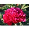 Pivonka bylinná Red Magic(2)