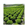 Smrek biely Little Gem - Picea abies kont. 2 l