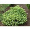Smrek biely Little Gem - Picea abies kont. 2 l