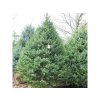 Okrasné stromy Smrek balkánsky Omorika 40 70cm(4)