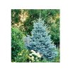 Smrek pichľavý Glauca 30-50cm - Picea pungens kont. 2 l