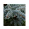 Smrek pichľavý Glauca 30-50cm - Picea pungens kont. 2 l