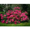 Rododendron 'Nova Zembla'