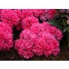 Okrasné kry Azalka japonská 'Rokoko'