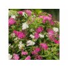 Tavoľník japonský Genpei 10-20cm - Spiraea japonica kont. 2 l