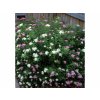 Tavoľník japonský Genpei 10-20cm - Spiraea japonica kont. 2 l
