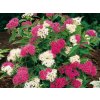 Tavoľník japonský Genpei 10-20cm - Spiraea japonica kont. 2 l