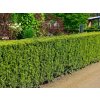 Tis prostredný Hicksii 20-30 cm - Taxus media kont. 2 l