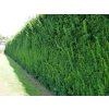 Tis prostredný Hicksii 20-30 cm - Taxus media kont. 2 l