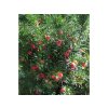 Tis prostredný Hicksii 20-30 cm - Taxus media kont. 2 l