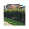 Tis prostredný Hicksii 20-30 cm - Taxus media kont. 2 l