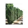 Tis prostredný Hicksii 20-30 cm - Taxus media kont. 2 l