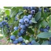 Čučoriedka kanadská Bluecrop 30-40cm - Vaccinium corymbosum kont. 1,5 l