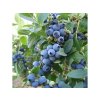 Čučoriedka kanadská Bluejay 30-40cm - Vaccinium corymbosum kont. 1,5 l