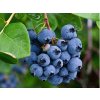 Čučoriedka kanadská Bluejay 30-40cm - Vaccinium corymbosum kont. 1,5 l
