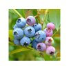 Čučoriedka kanadská Bluejay 30-40cm - Vaccinium corymbosum kont. 1,5 l