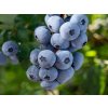 Čučoriedka kanadská Brigitta Blue 30-40cm - Vaccinium corymbosum kont. 1,5 l