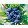 Čučoriedka kanadská Goldtraube 71 30-40cm -  Vaccinium corymbosum kont. 1,5 l