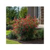 Okrasné kry Vajgela Red Prince 20 30cm(4)