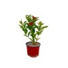 Okrasné kry Vajgela Red Prince 20 30cm(7)