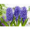 Cibuľoviny Hyacint Blue Pearl