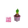 Hyacint Pink Pearl, kont. 7 cm