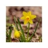 Narcis Tete a Tete, kont. 9 cm
